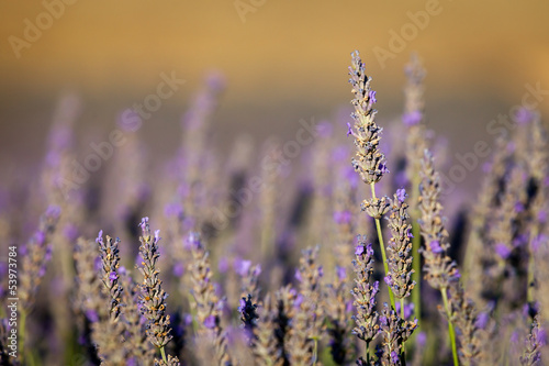Fotoboard na płycie Kwitnąca lawenda, płaskowyż valensole, prowansja, francja