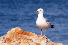 Seagull Sitting On A Rock