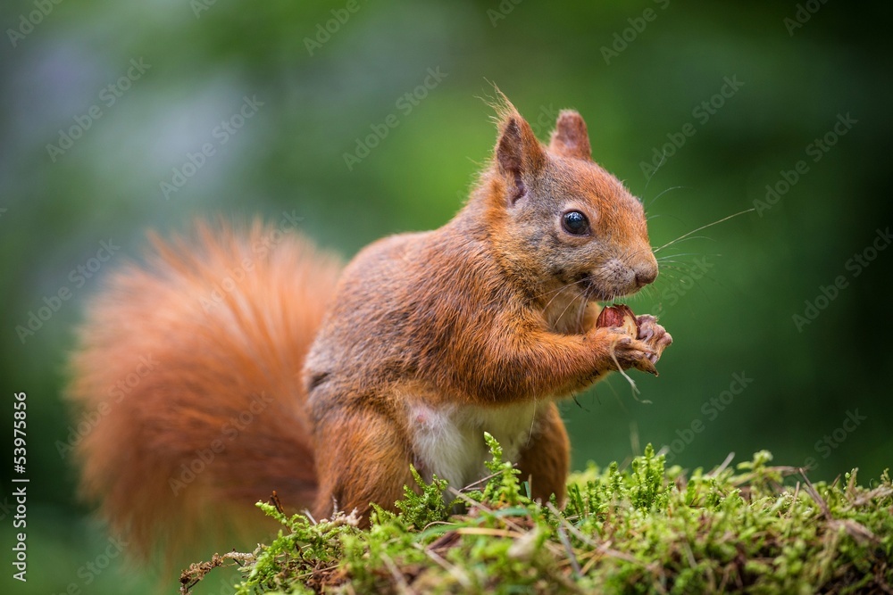 squirrel eats a nut - obrazy, fototapety, plakaty 