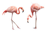 Fototapeta Konie - Two flamingo