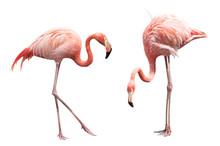 Two Flamingo