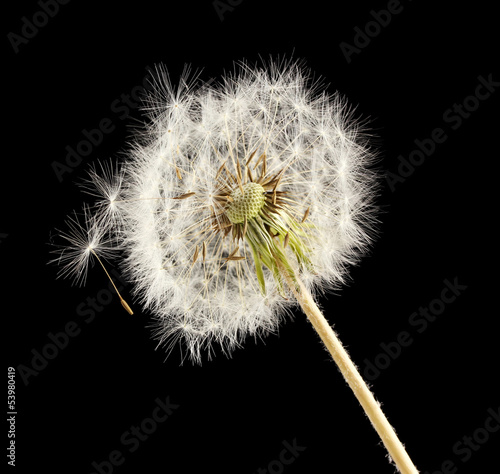 Board z aluminiowym obramowaniem Piękny dandelion z nasion na czarnym tle
