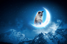 Cat Catching Moon