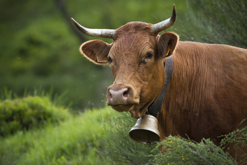 Portrait d'une vache marron portant une cloche traditionnelle