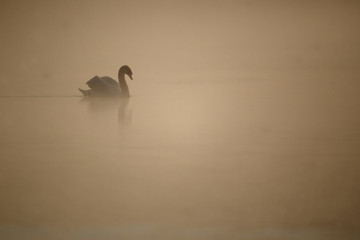 Wall Mural - mute swan, cygnus olor