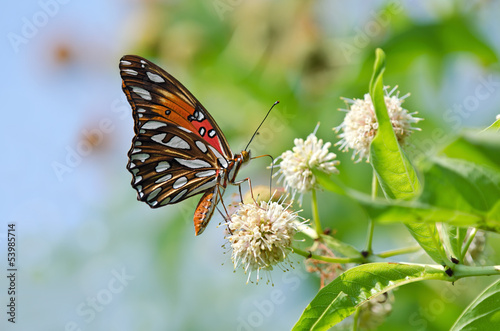 Tapeta ścienna Zatoka malinowiec motyl (agraulis vanillae) na buttonbush