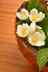 White flowers of jasmine in the coconat shell on the wooden back