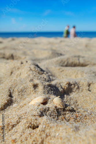 Obraz na płótnie canvas trzyczęściowy "tryptyk" Muszle na plaży