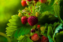 Ripe Wild Strawberry Close-up