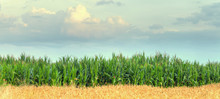 Field  Corn