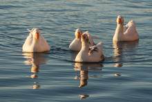 Domestic Geese Swimming On River