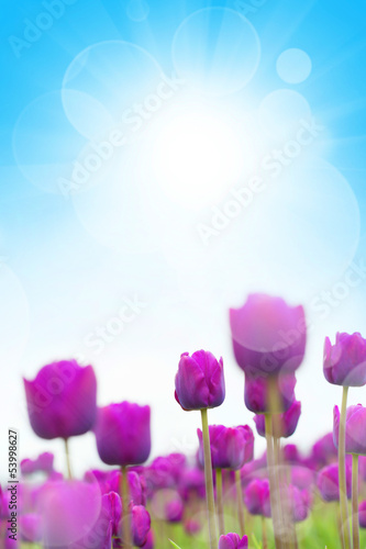 Plakat na papierze fotorealistycznym Wiosenne tulipany