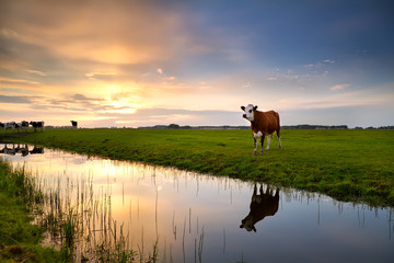 Wall Mural - red cow by river at sunset