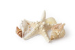Starfish and shells isolated on white background