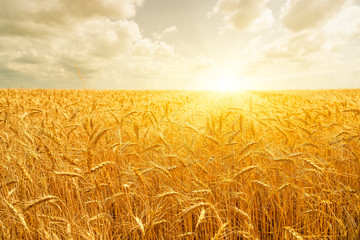 Canvas Print - Wheat field