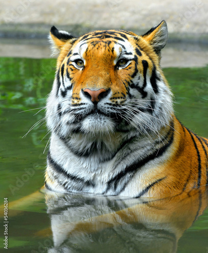 Naklejka dekoracyjna Siberian Tiger