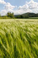 Wall Mural - Cereal field