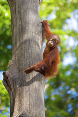 Wall Mural - Borneo Orangutan