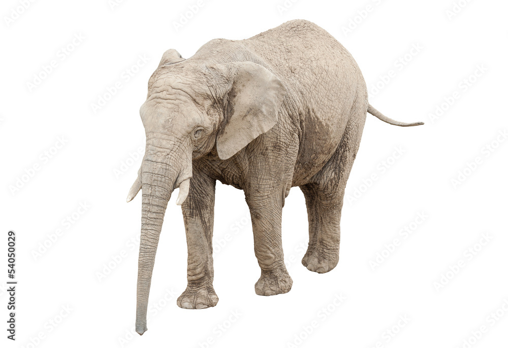 Elephant isolated on white - obrazy, fototapety, plakaty 