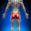 Glutes / Gluteus Maximus - Anatomy Muscles