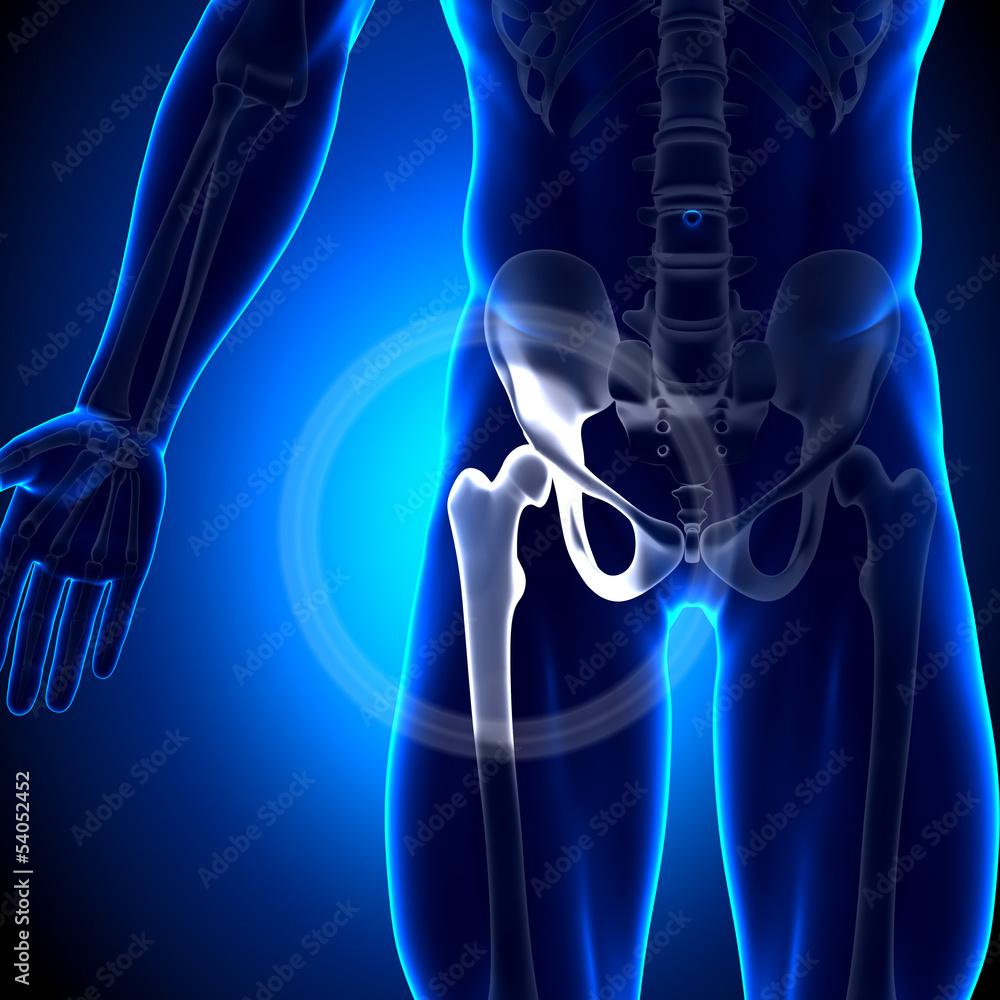 Hip Joint / Femur - Anatomy Bones Stock Illustration | Adobe Stock
