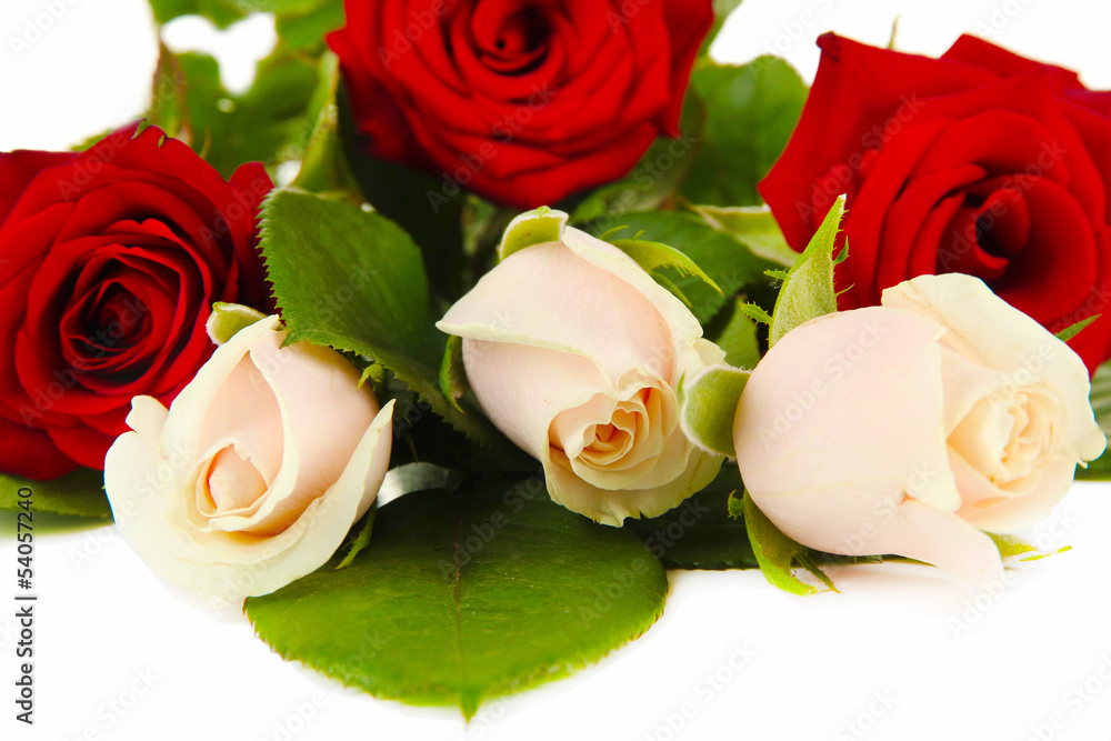 Beautiful roses, isolated on white