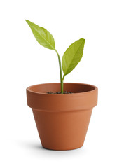 Potted Plant