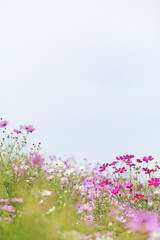 cosmos flowers
