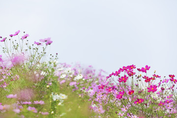Wall Mural - Cosmos Flowers