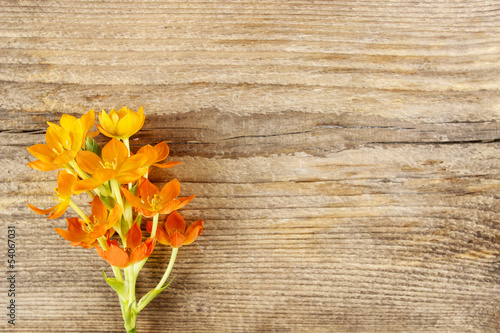 Plakat na papierze fotorealistycznym Jasny pomarańczowy kwiat ornithogalum (mleka ptaka) na białym tle na drewno
