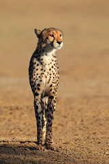 Wall Mural - alert cheetah, kalahari desert
