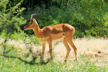 Wall Mural - Male impala