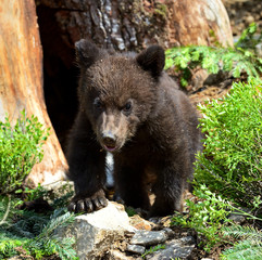 Wall Mural - little bear