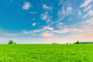 Sticker - Green field and lonely tree