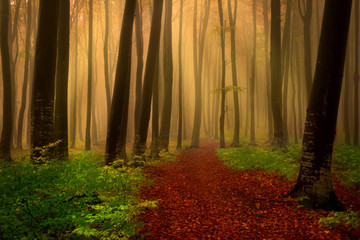 Fototapete - Foggy forest fairytale