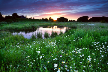 Wall Mural - sunset over meadow with many daisy flowers