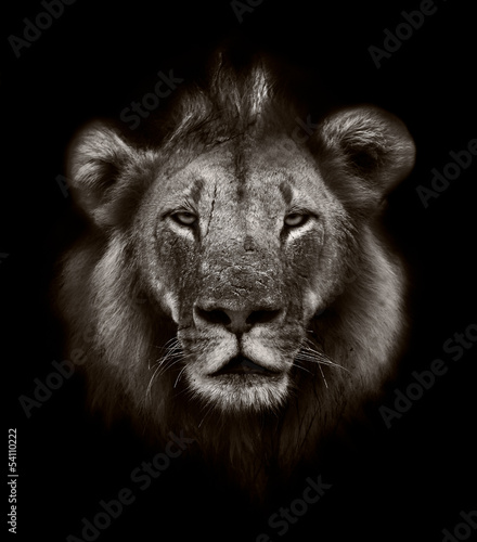 Nowoczesny obraz na płótnie Lion