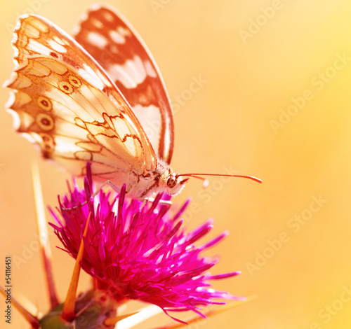 Tapeta ścienna Piękny motyl na kwiatek