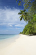 Paradise Beach Seychelles Indian Ocean Palm Tree