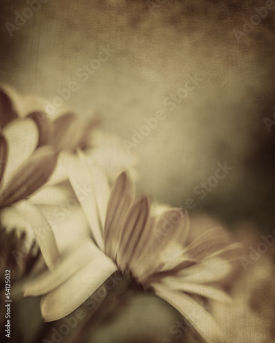 Board z aluminiowym obramowaniem Fotografia grunge kwiatów daisy