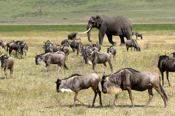 Wall Mural - African elephant and herd of wildebeest