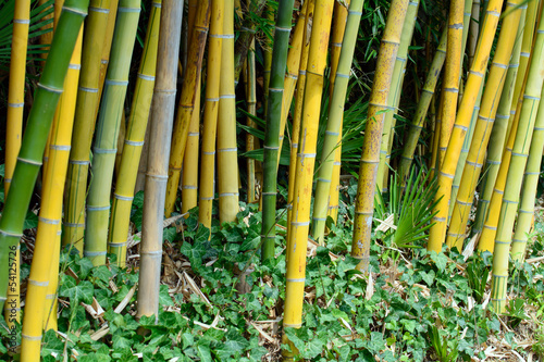 Board z aluminiowym obramowaniem Bambus - phyllostachys viridis sulfurea