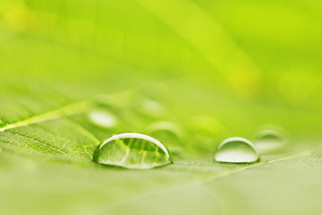 Sticker - Water drops on leaf macro