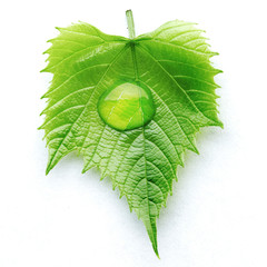 Wall Mural - Water drop on leaf macro