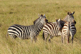 Fototapeta Sawanna - Group of common zebras
