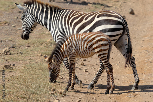 Board z aluminiowym obramowaniem Zebra dla dzieci z matką