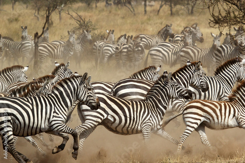 Fototapeta na wymiar Herd of zebras gallopping