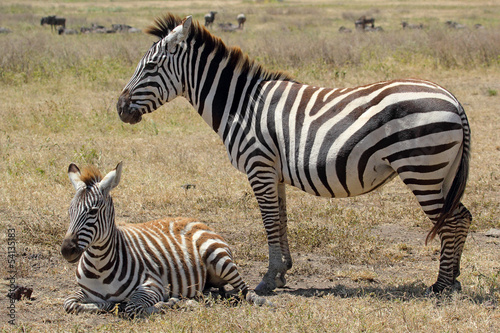 Board z aluminiowym obramowaniem Zebra dla dzieci z matką