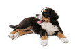 little puppy of bernese mountain dog on white background
