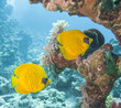 Masked butterflyfish on a tropical reef 